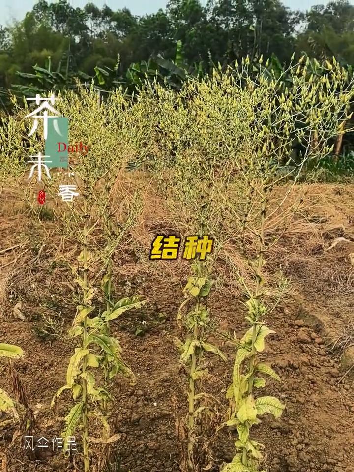 窝笋结种子了。