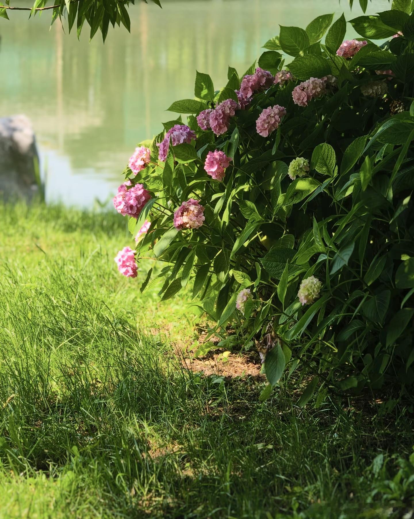 情感夏天的生命力从不抽象。就像公园里面的粉绣球，很浪漫，很惊艳。所以你看，万物都