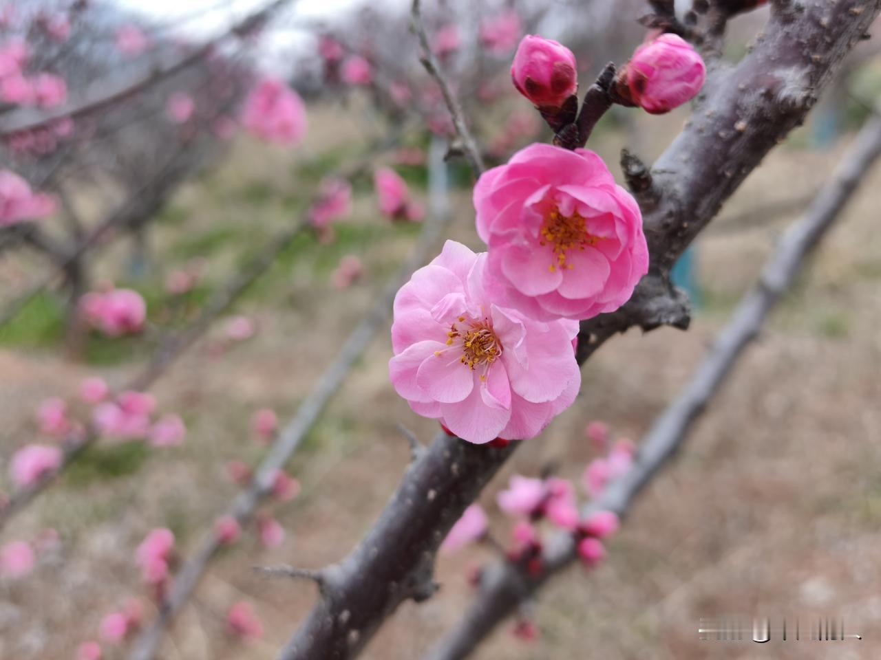 赶在除夕前，我拍到了杏花盛开的照片。瞧那枝头，杏花们开得姹紫嫣红，春意一下子就满