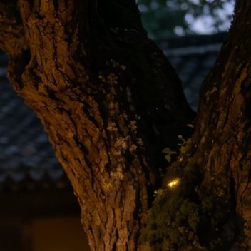 晚风与萤火暮色漫过青石板巷时，小晚总爱坐在院中的老槐树下。她提着一只竹编小篓，里