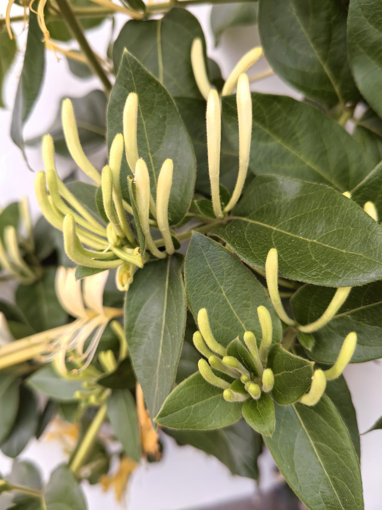春日生活打卡季金银花开，花香四溢。