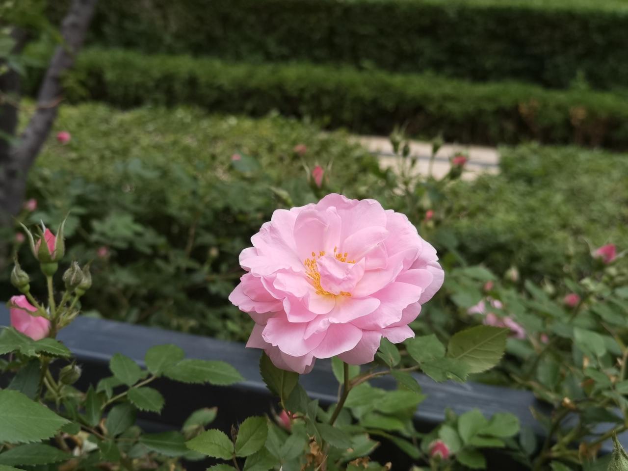 玫瑰花开了