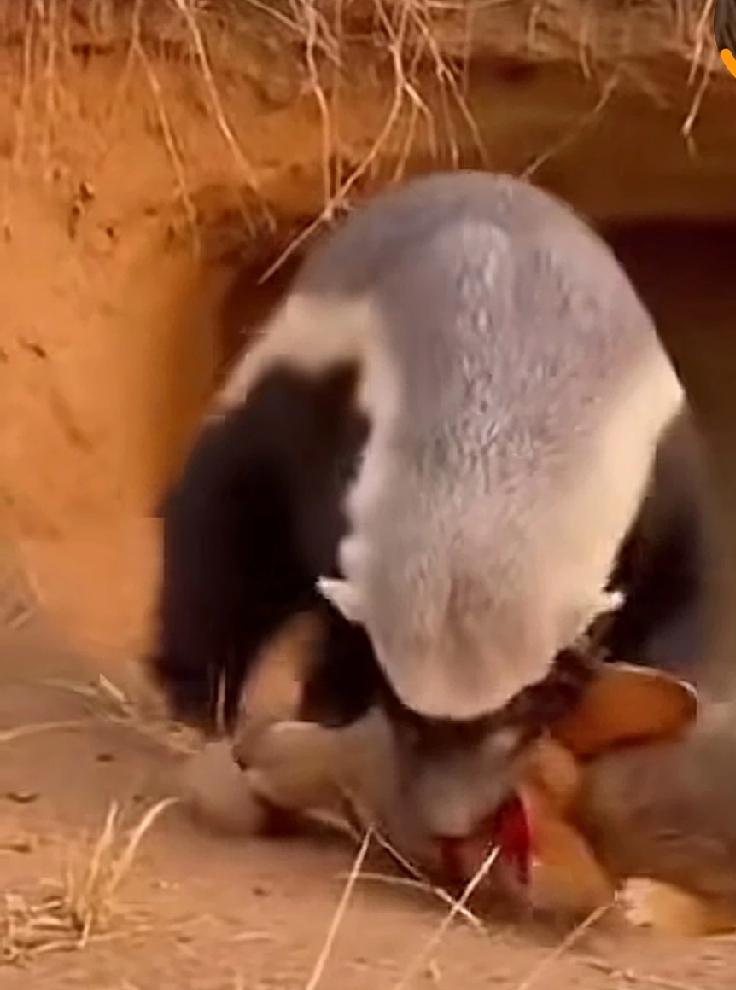 大家是否认识压在一只野狼躯体上的这只动物。
        它的脑袋扁而平，背上