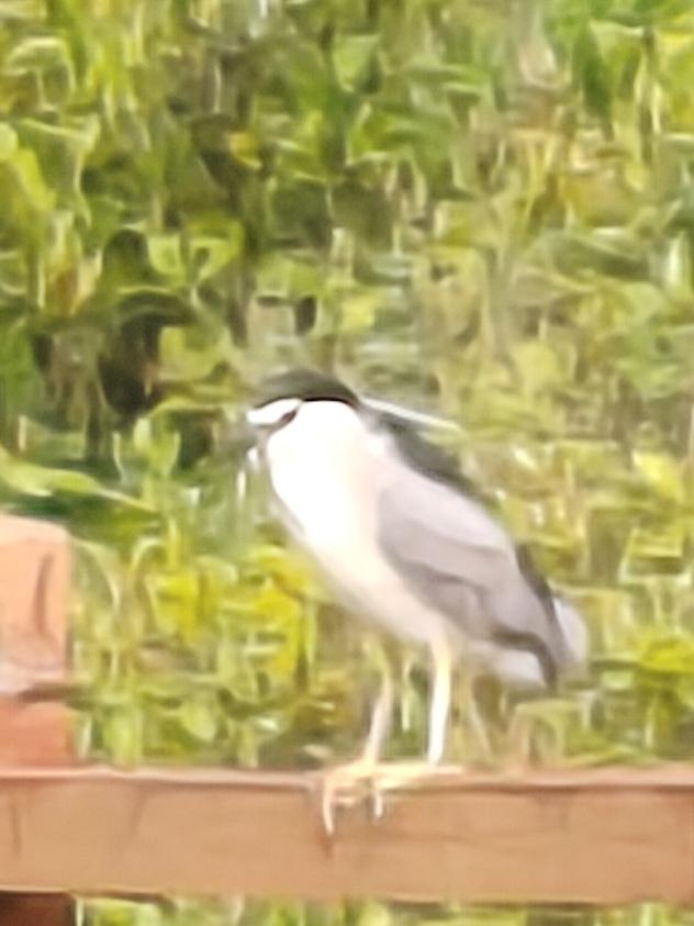 蝉栖竹上迎朝露，
鸟站河边捕游鱼