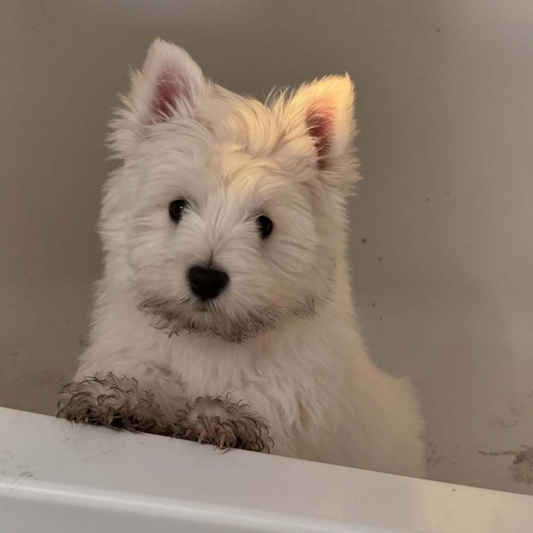 我叫西瓜地，我刚从瓜地回来啦！ 