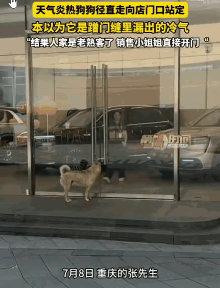 高温天流浪狗站4S店门口蹭冷气，店员举动看哭众人
 
高温酷暑，一名男子到新能源
