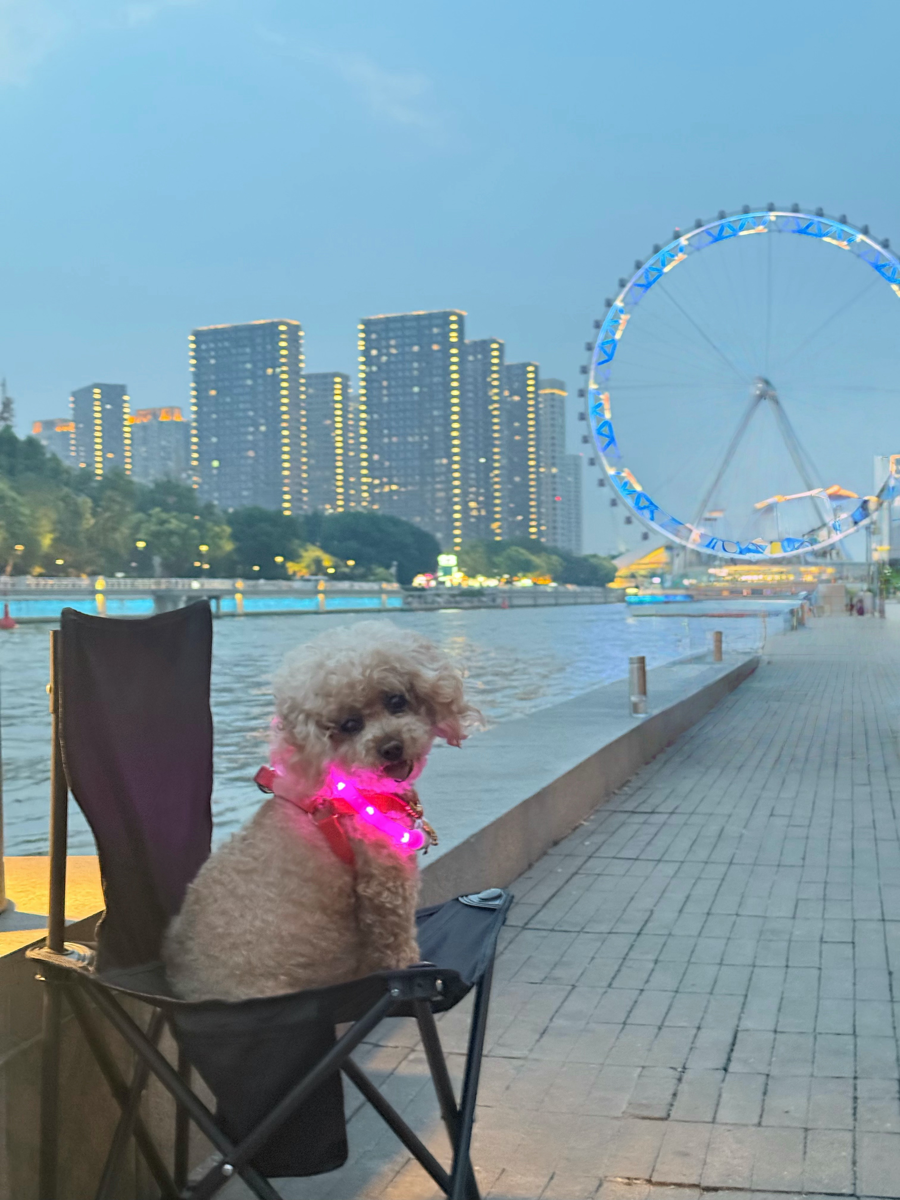 萌🐶 天津·天津之眼