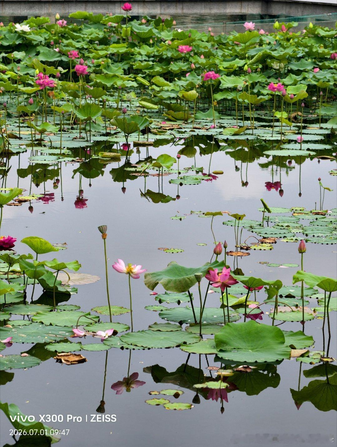荷风送香气，雨露滴清响。虎岩潭畔，许你一个清风徐来的夏天。 