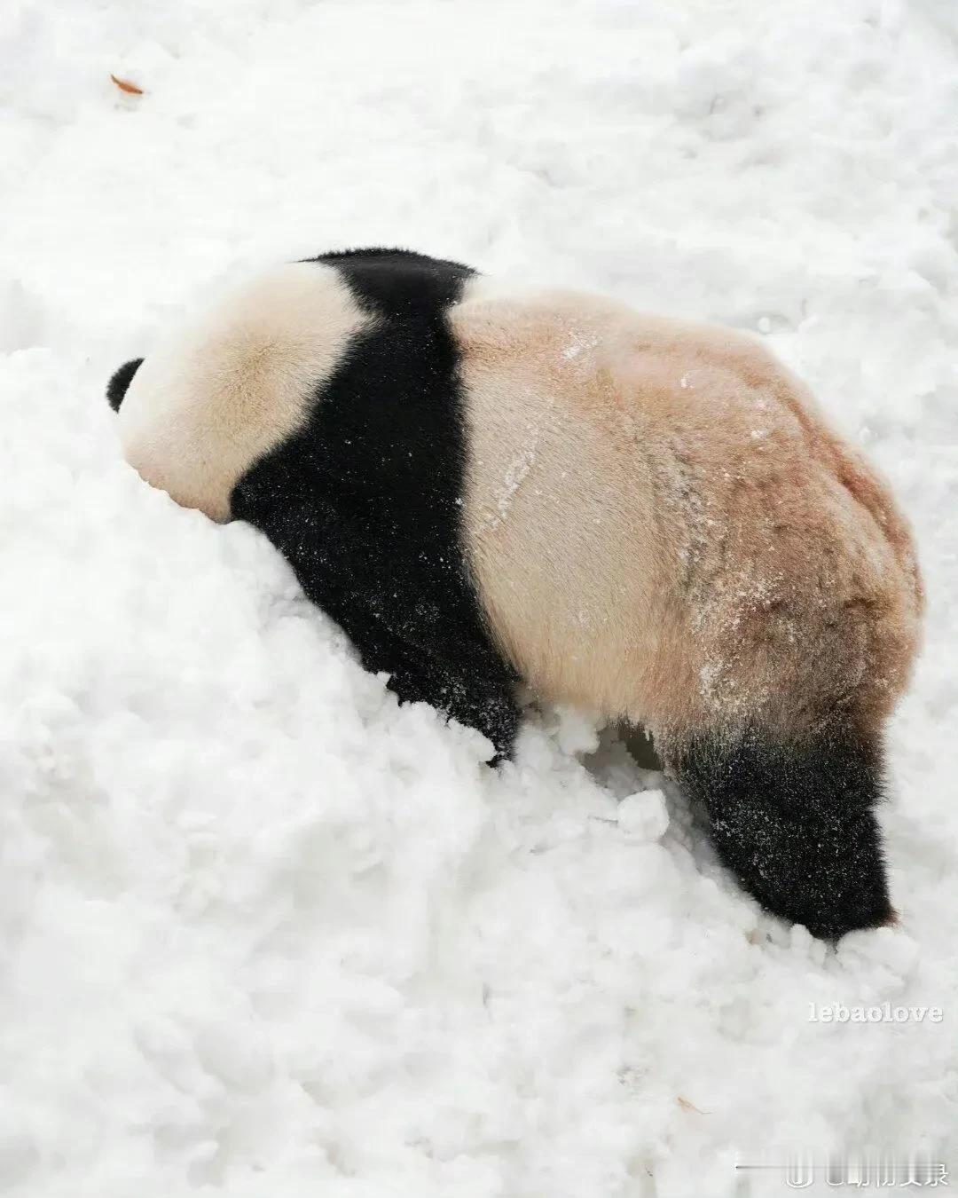 爱宝一家，我都不知道如何评价园欣，乐天知命，懂得识时务，这是我对他的理解。

反