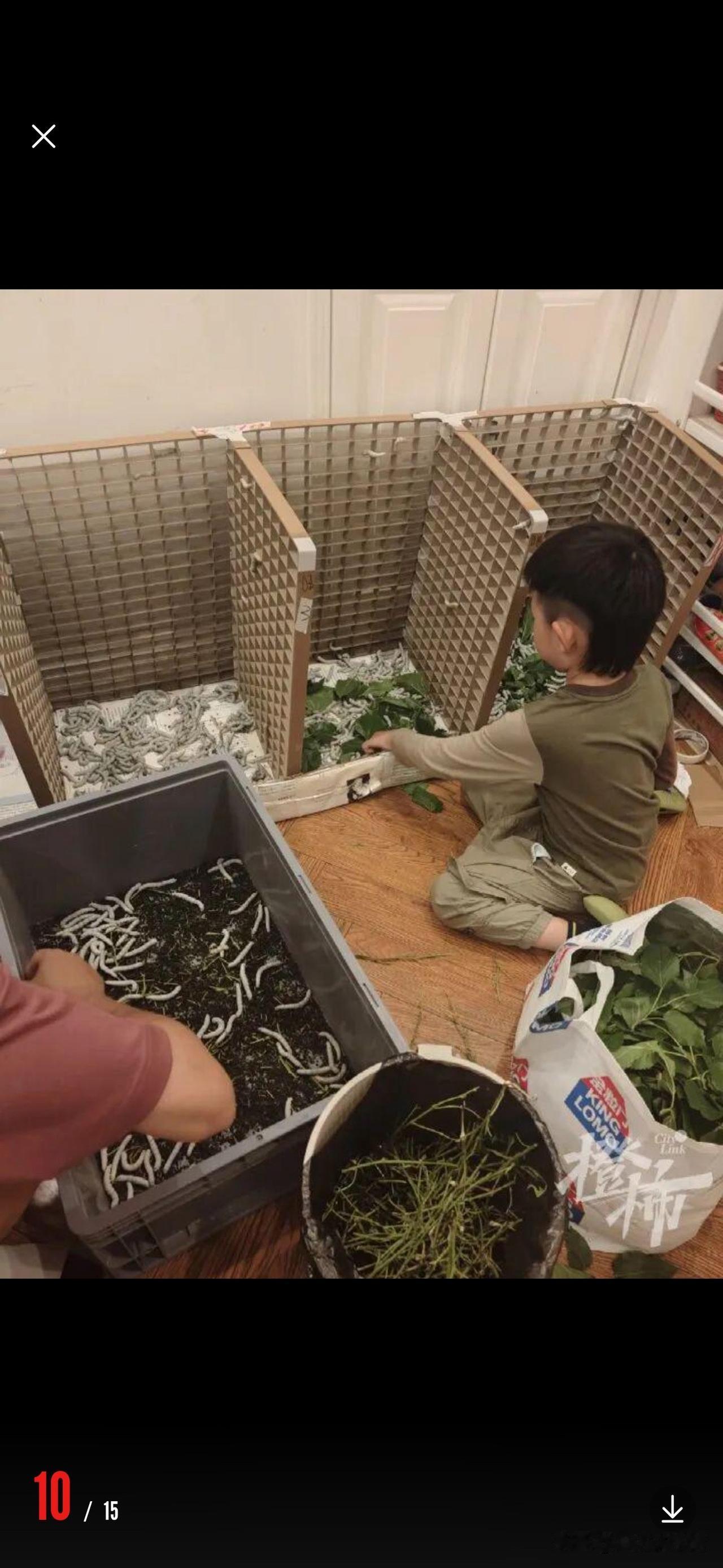 孩子说要制作蚕丝被，家里养了1.2万只蚕，
每天野外采摘30斤桑叶，累死！
现在