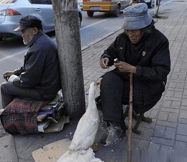 【拾荒老人救了鸭子不忍吃，鸭子用表演作为回报，相处8年快乐时光】两位已经80岁