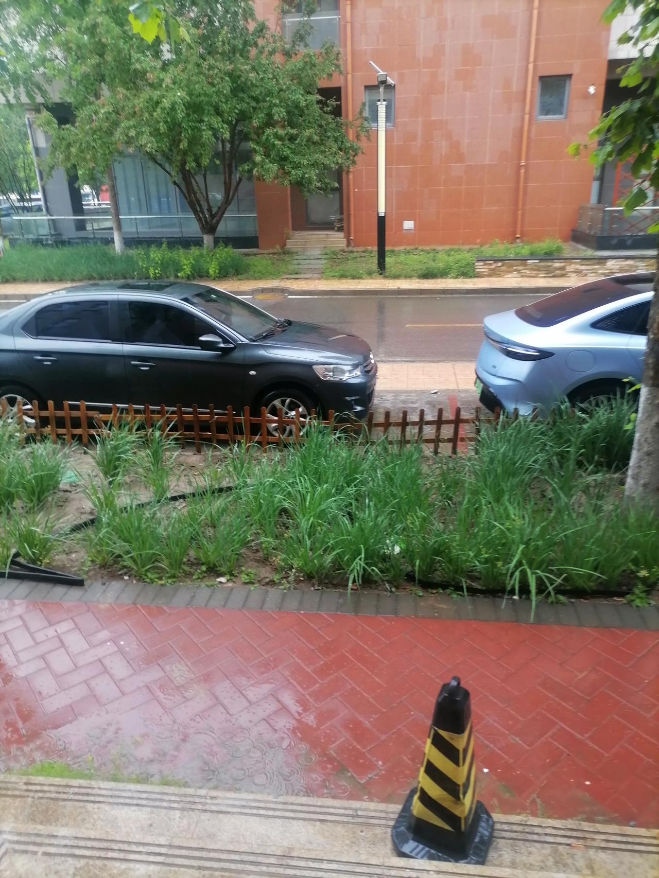 下雨了，还挺大，中雨夏天真的是来了。