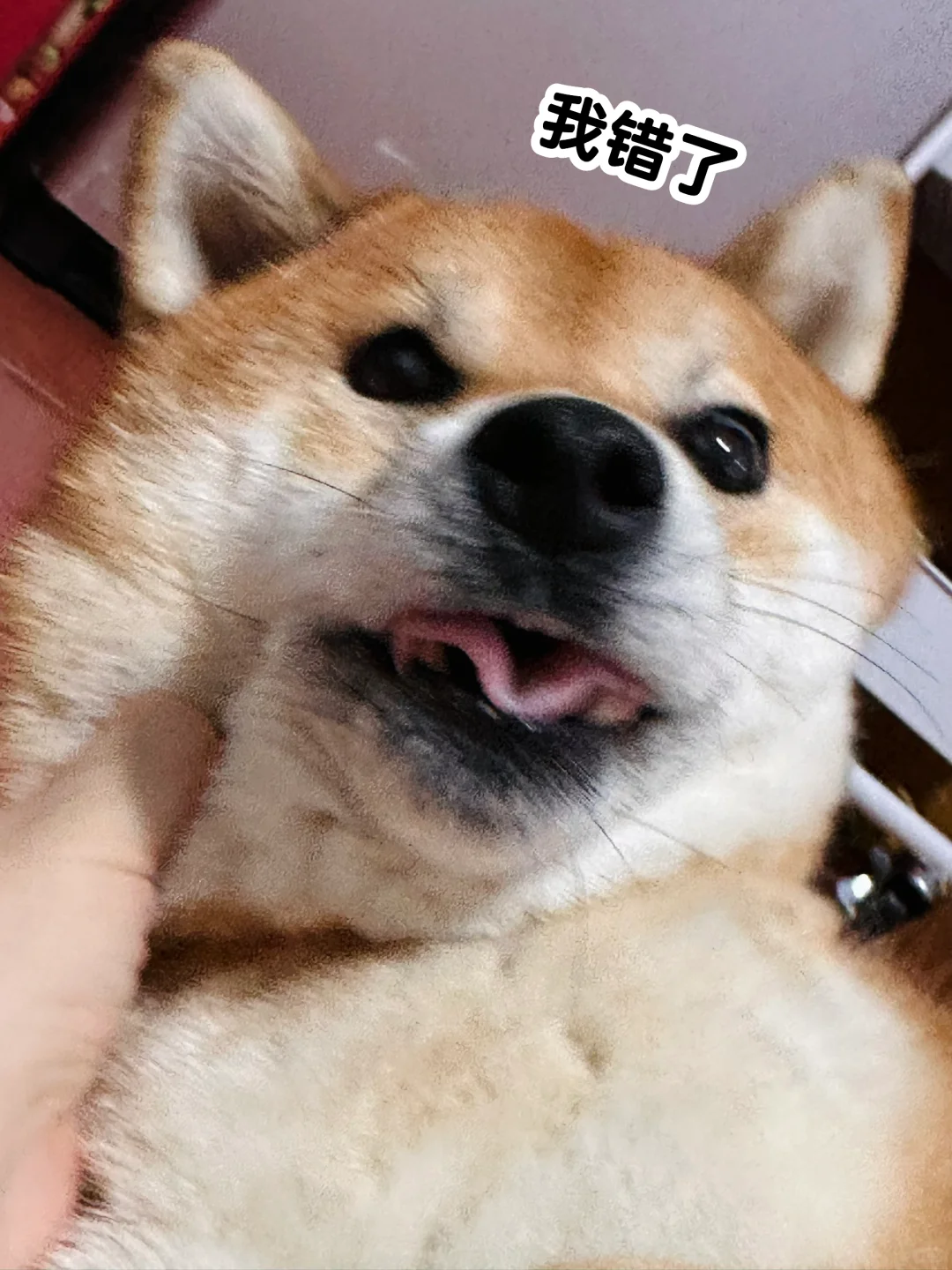 公园撒肥料，小狗不能要了
