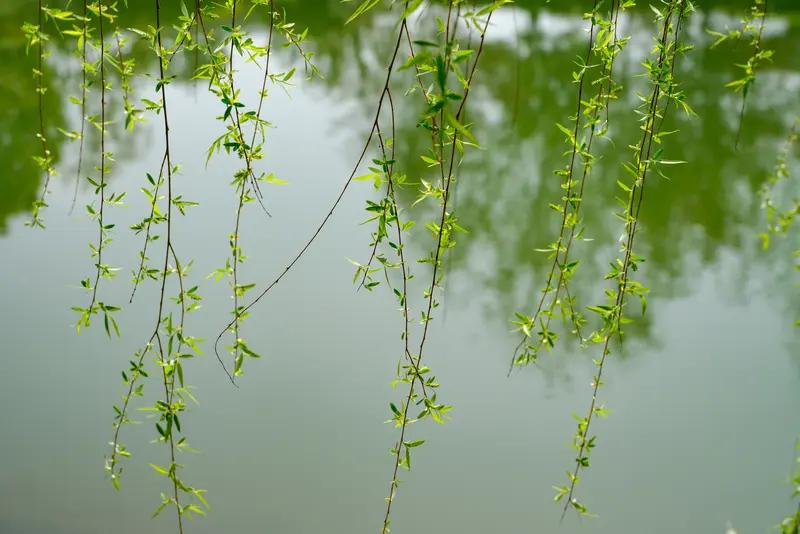 AI妙生图春风吹柳一堤绿。
