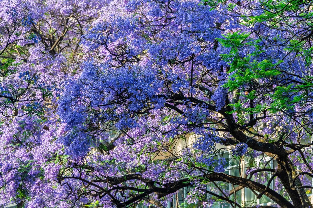 昆明教场中路蓝花楹。昆明教场中路蓝花楹