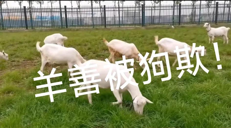 天下荒唐事震毁人三观！
一女子带着自己的宠物狗住进了某宠物酒店。在酒店的草地上遛
