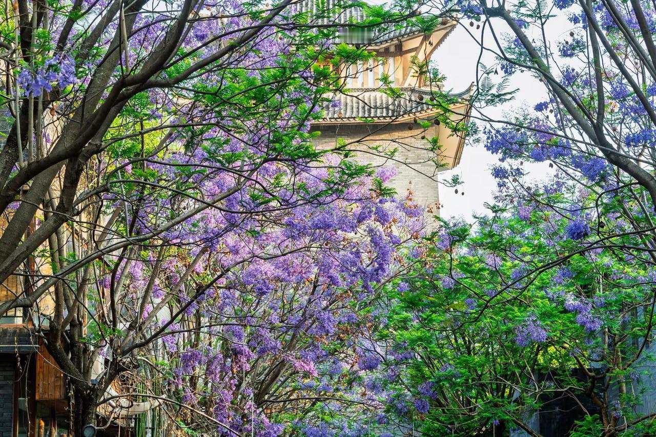 昆明富民上河院蓝花楹。昆明富民上河院蓝花楹