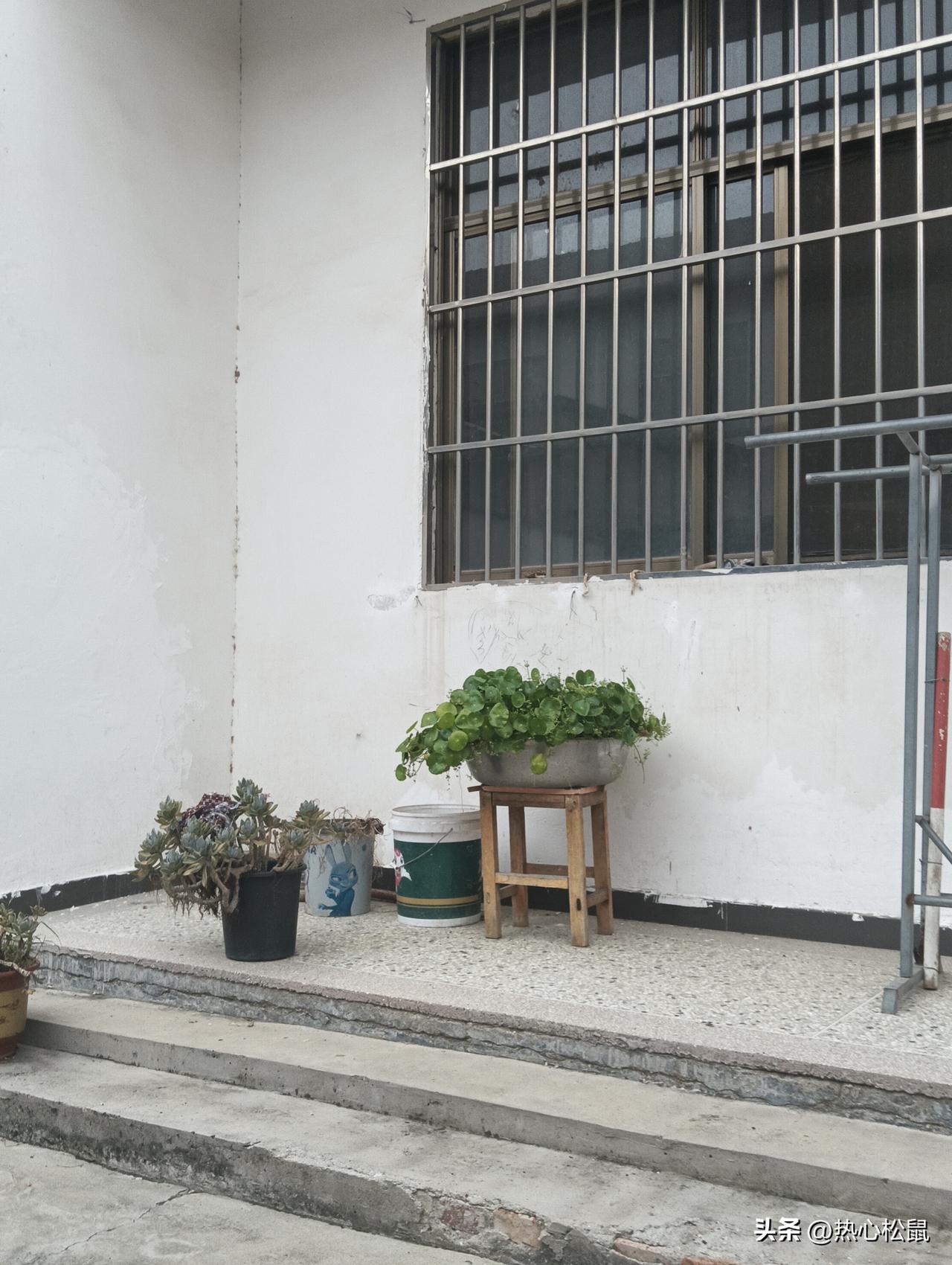 墙边放着几盆绿植，阳光明媚。