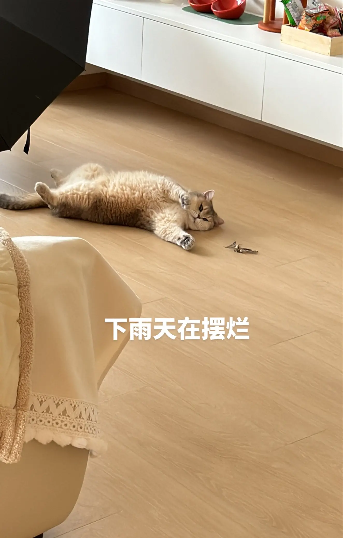 我的小猫。
