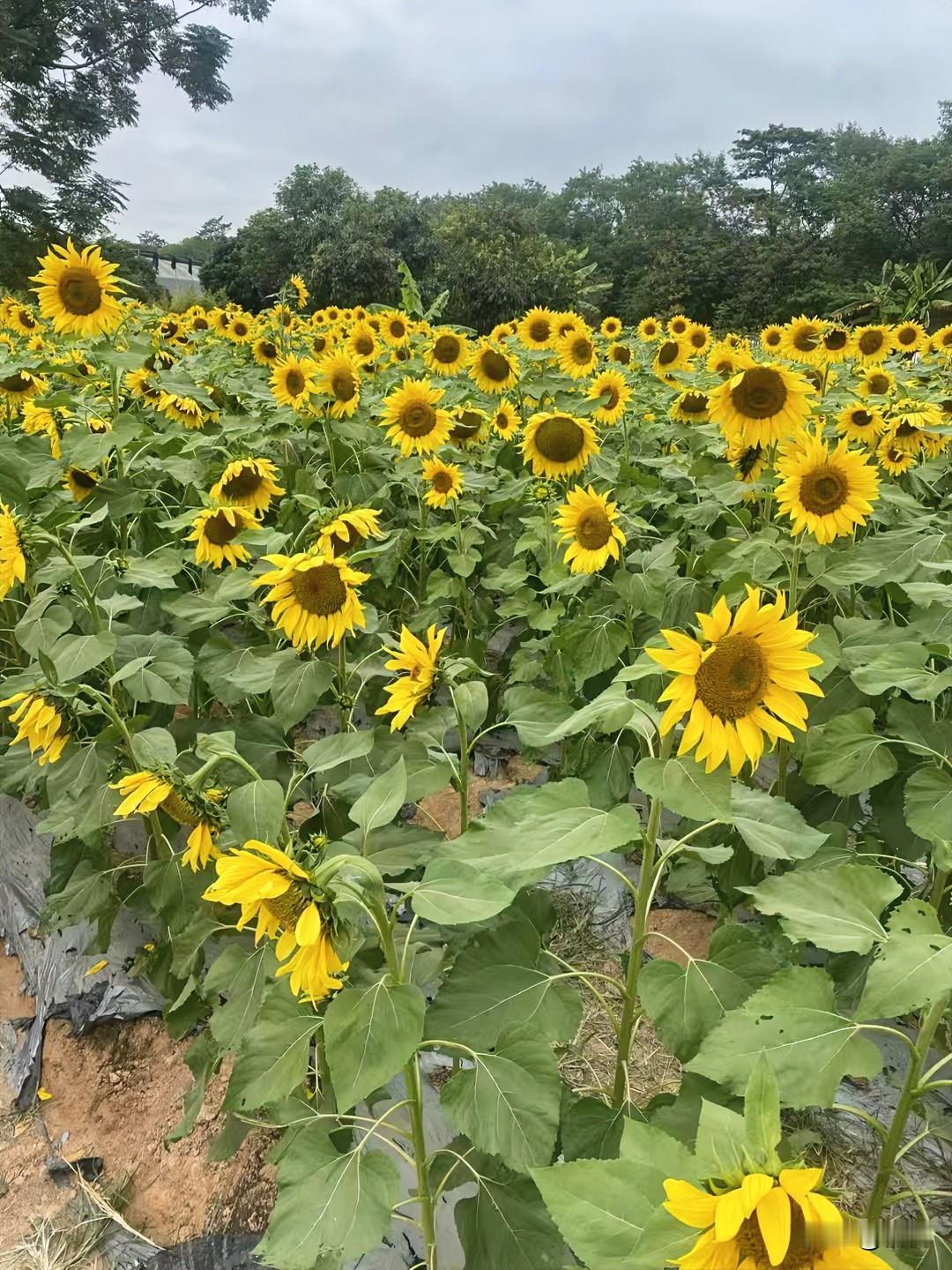 今天钻了片向日葵田，风一吹，满世界的黄都晃眼睛。花瓣软乎乎的，像把把小太阳攥在手