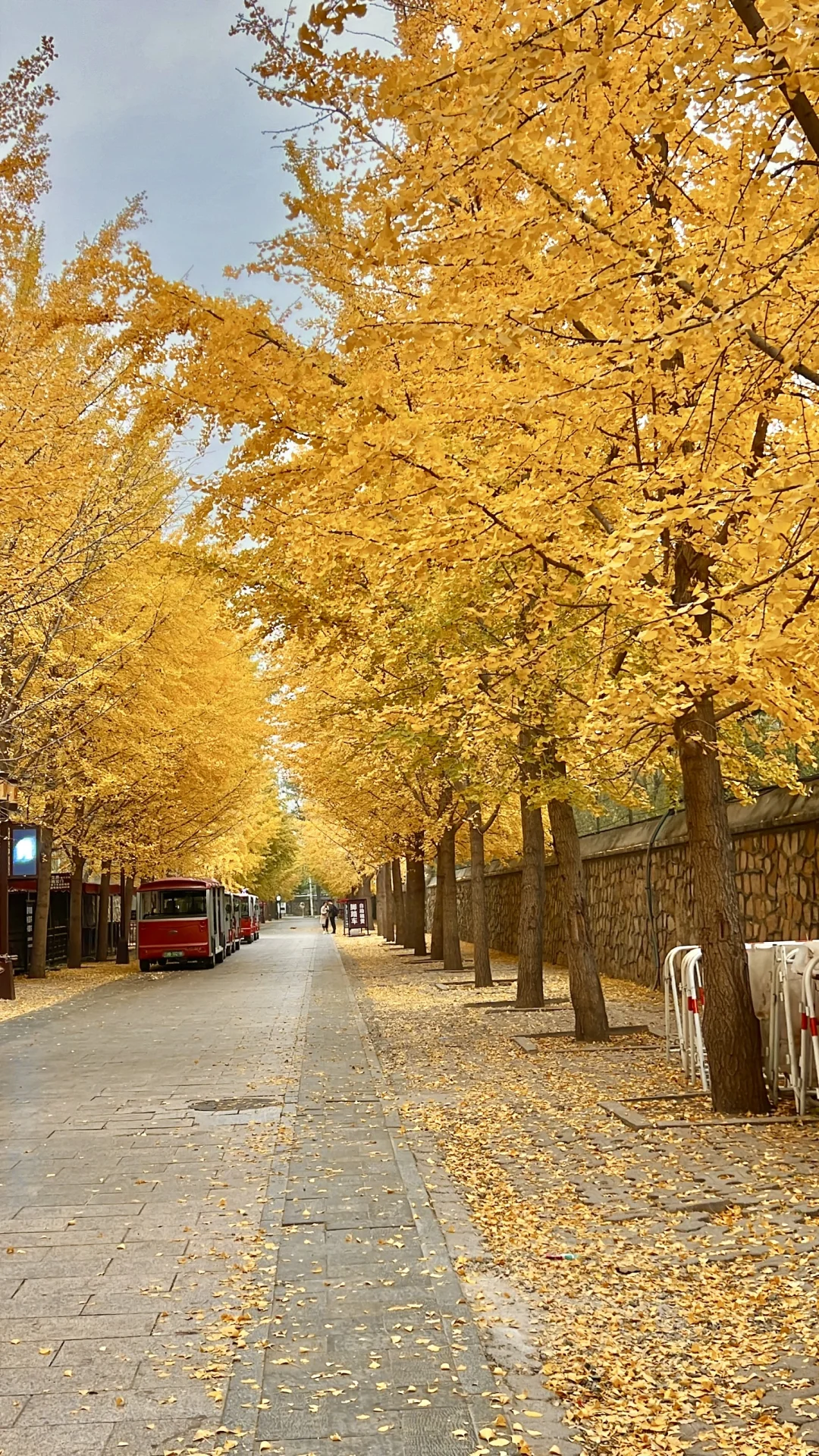 报❗️圆明园银杏大道可冲啦🍁赏秋打卡攻略❗️