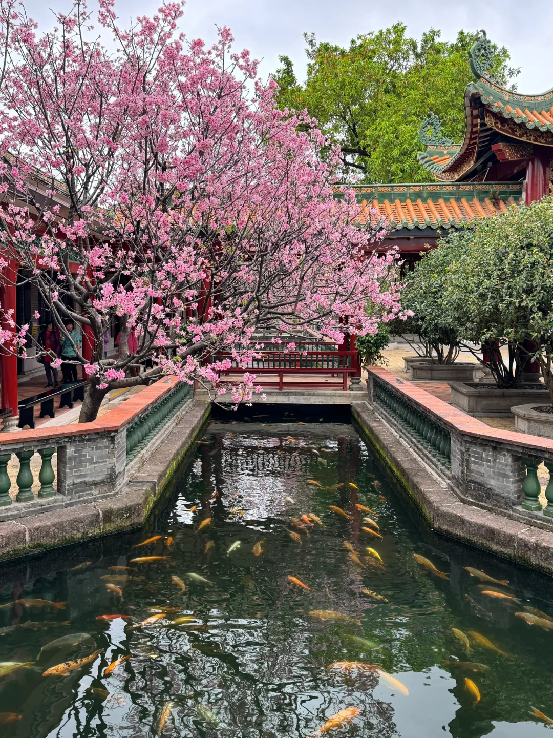 实况Live~广州这里的古风樱花🌸简直太美了