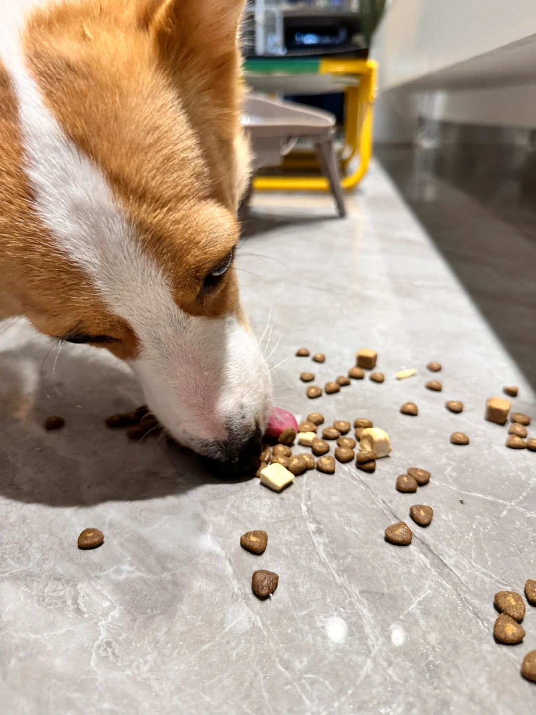日防夜防 家贼难防！🥲
