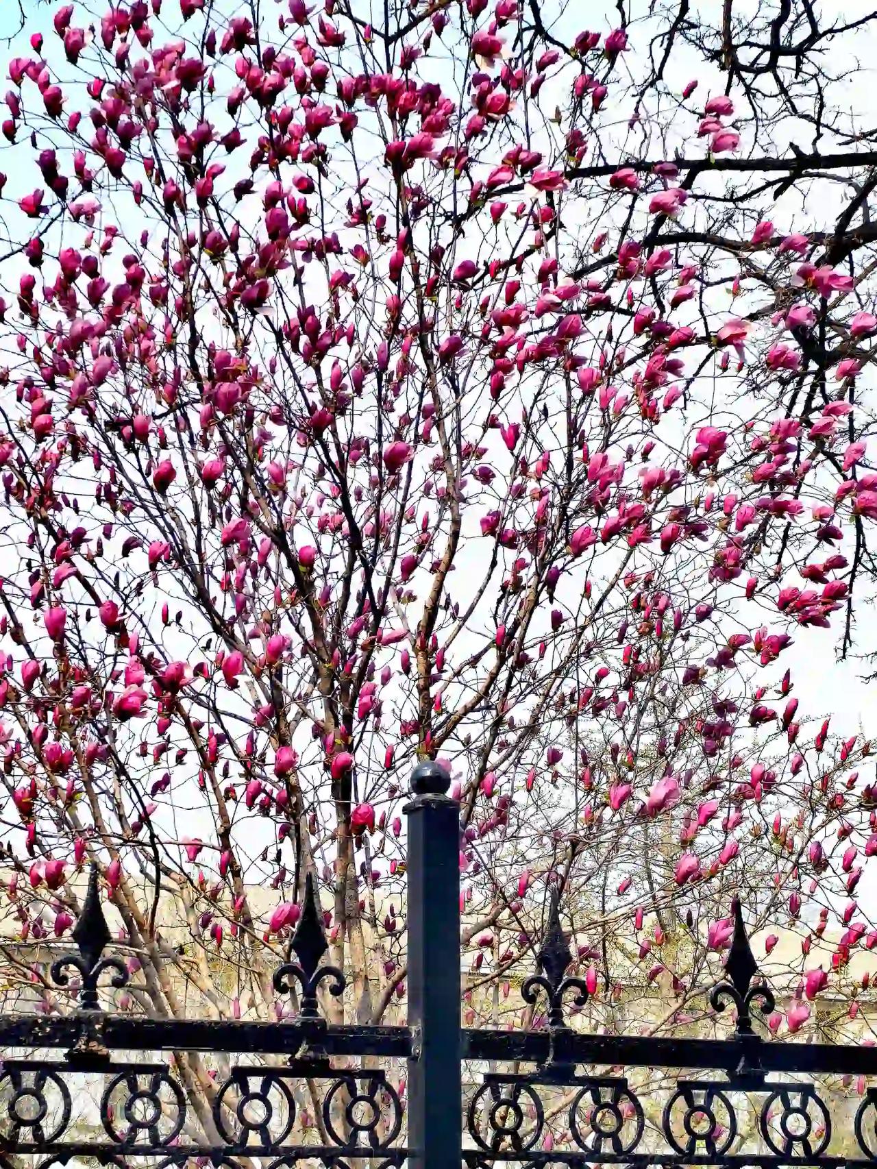 我家院子外面含苞待放的紫玉兰