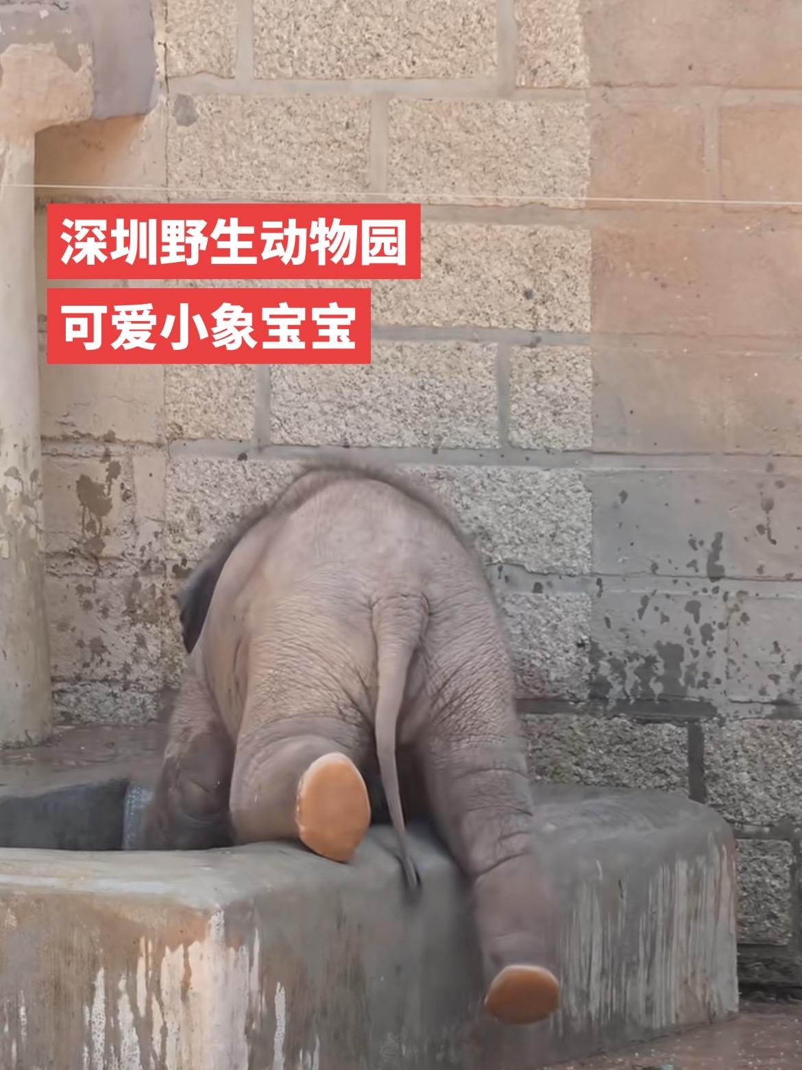 深圳野生动物园的小象宝宝也太可爱了吧🥰
深圳野生动物园 小象 象宝宝 深圳打卡