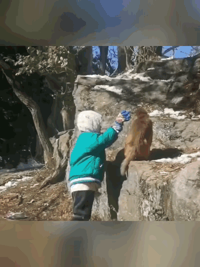 手欠差点酿成悲剧！江西九江，一5岁男孩逗小猴玩，被猴妈妈反击，被拽下10米悬崖，