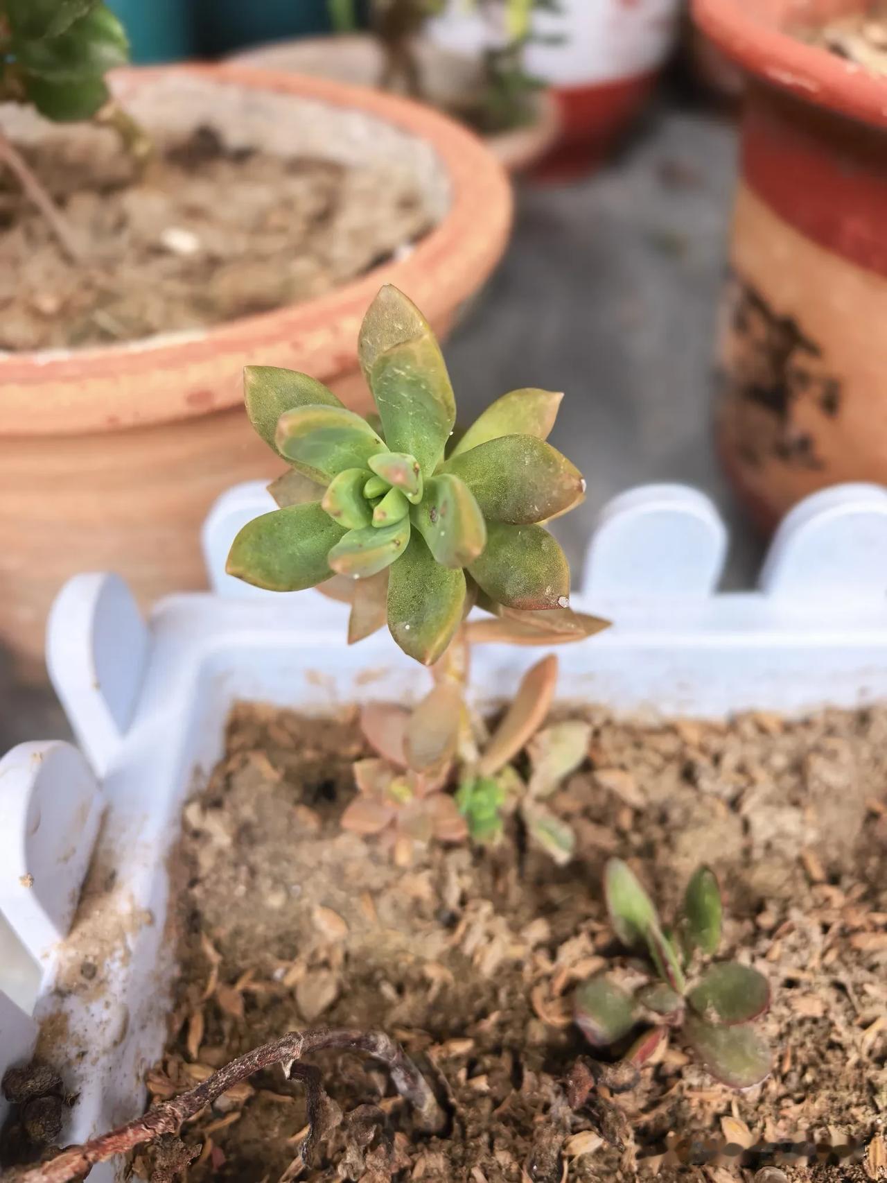 能分享一下你的多肉照片吗养了一堆花，都放到了院子里，今年雨水下的有点多，好多就莫