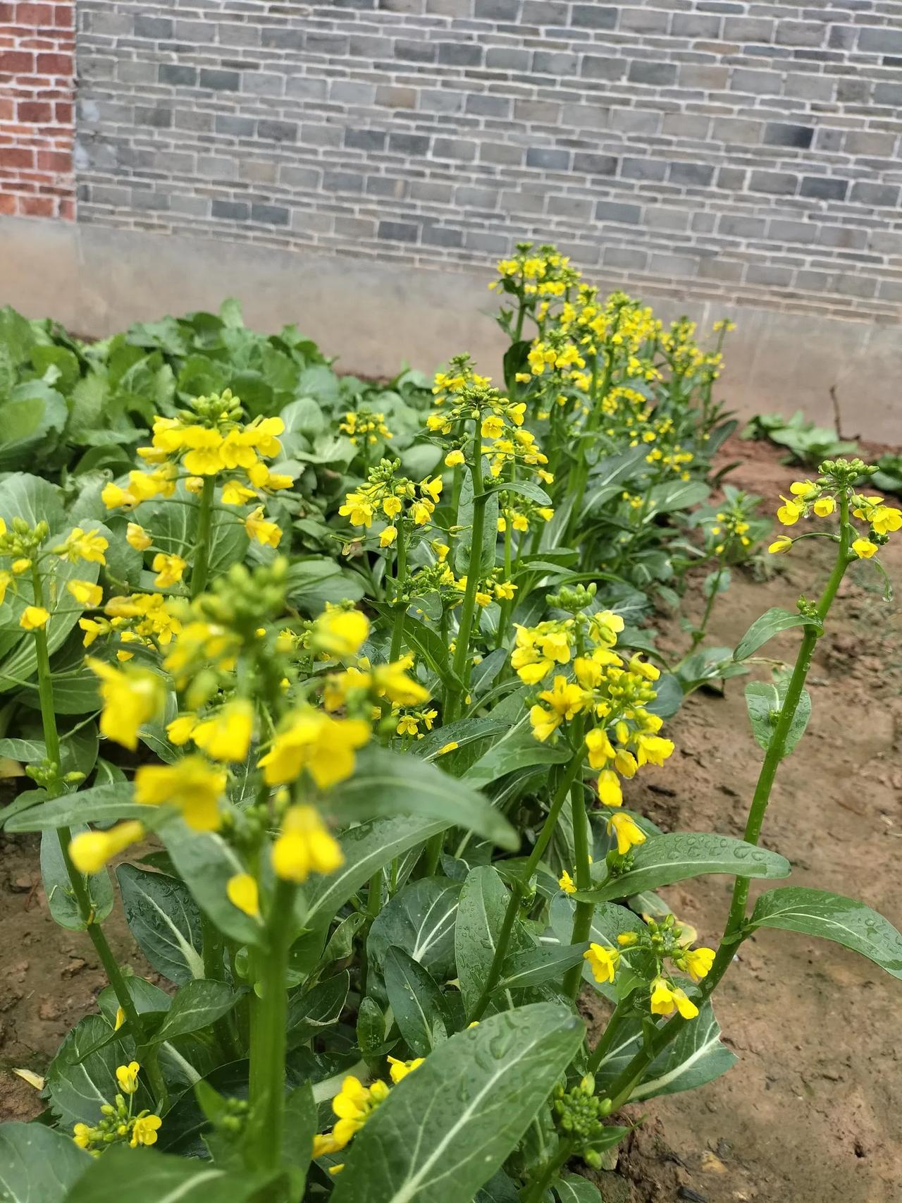 分享手机里的花花草草这是菜园里的白菜条花哦，绿色的叶子黄色的花，开的很好看，是菜