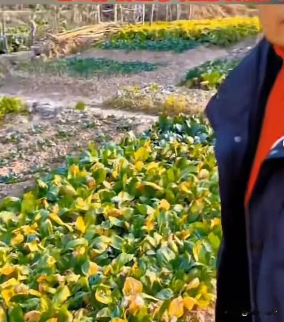 从地里偷的菜，吃出了毛病了送医院，被事算谁的呢？
生活在城市里的老太太，遛弯的时
