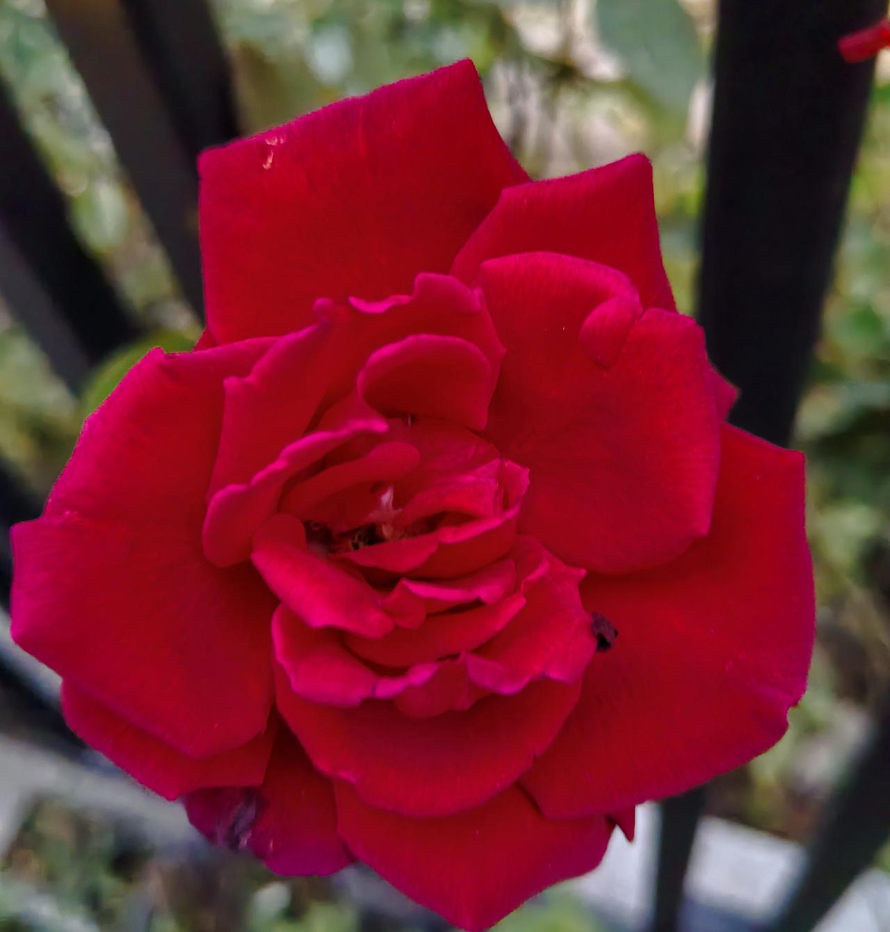 快50岁了还生三胎，开什么玩笑！

现在这个气候，院子里开了一朵红玫瑰，是那种婚