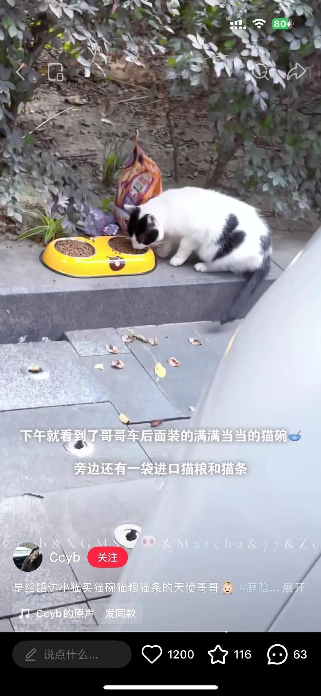 刷到鹿晗给遇到的流浪猫买了猫碗和粮他好喜欢猫猫啊！好人！ 