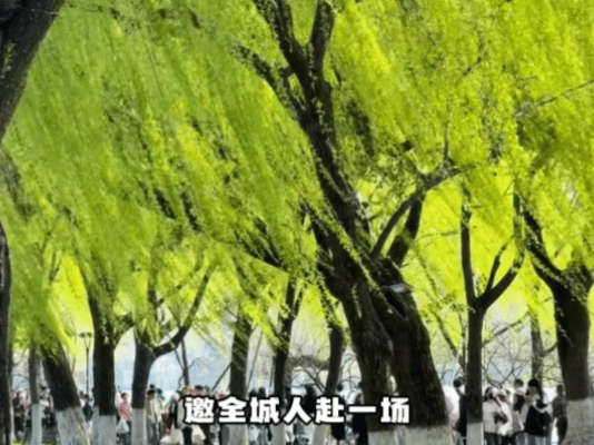 武汉大学生喜提梭梭树主理人身份春天给武汉的请柬武汉大学生植树节喜提人生新身份——