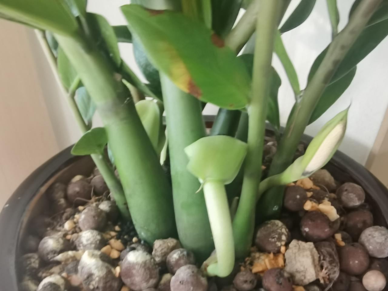 马年到了，春天来了！
我家的，
金钱树发芽了，
兰花开得可美了，
大盆小盆的蝴蝶