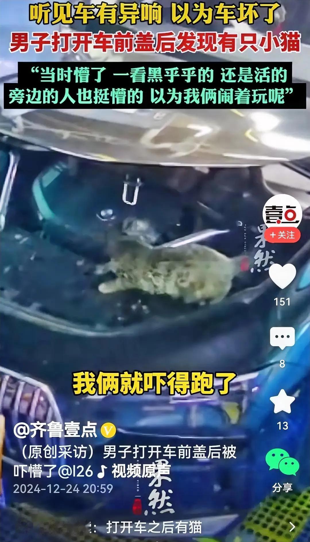也是，打开车前盖发现有“入侵者”，又是一只活猫咪，事发突然，难免不被吓一跳。
