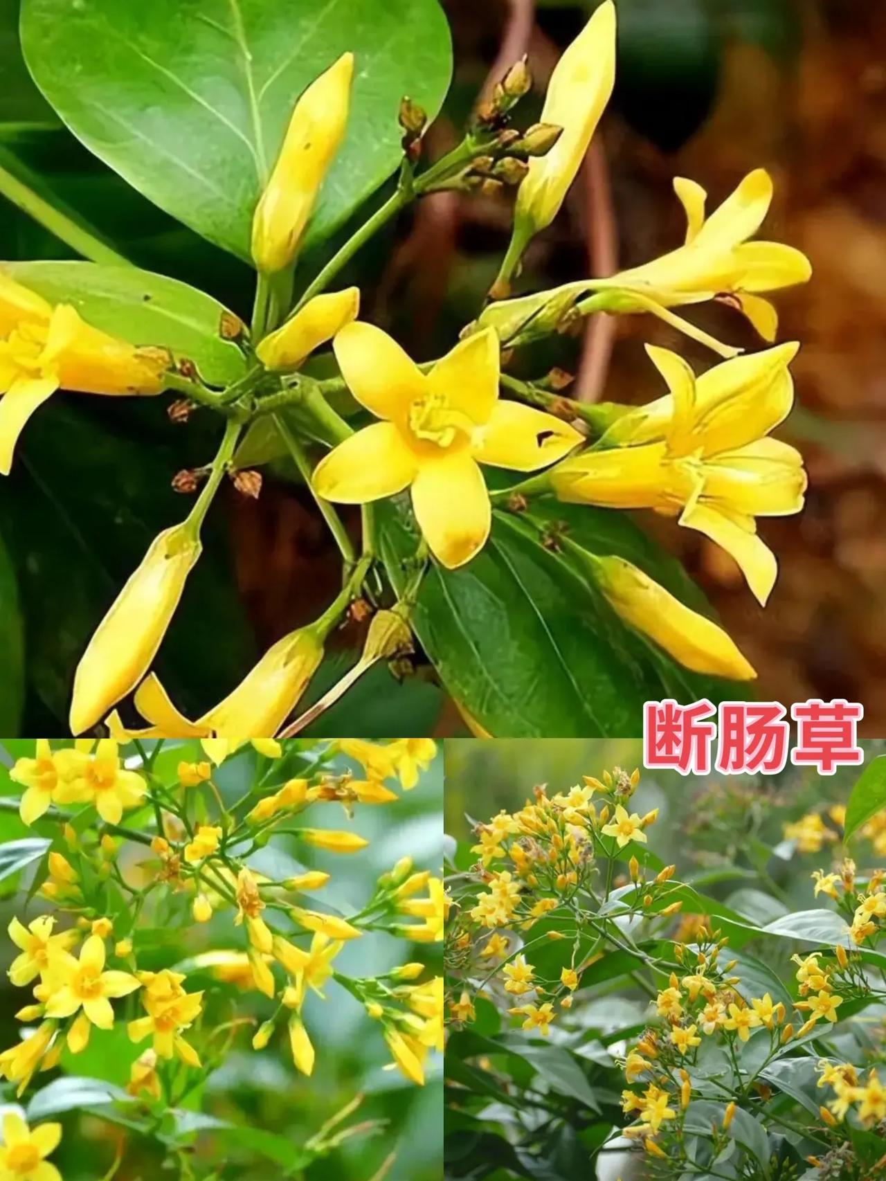 梅州一家三口喝“养生汤”进院急救，怎么回事？

近日，梅州市田家炳医院，脾胃病科