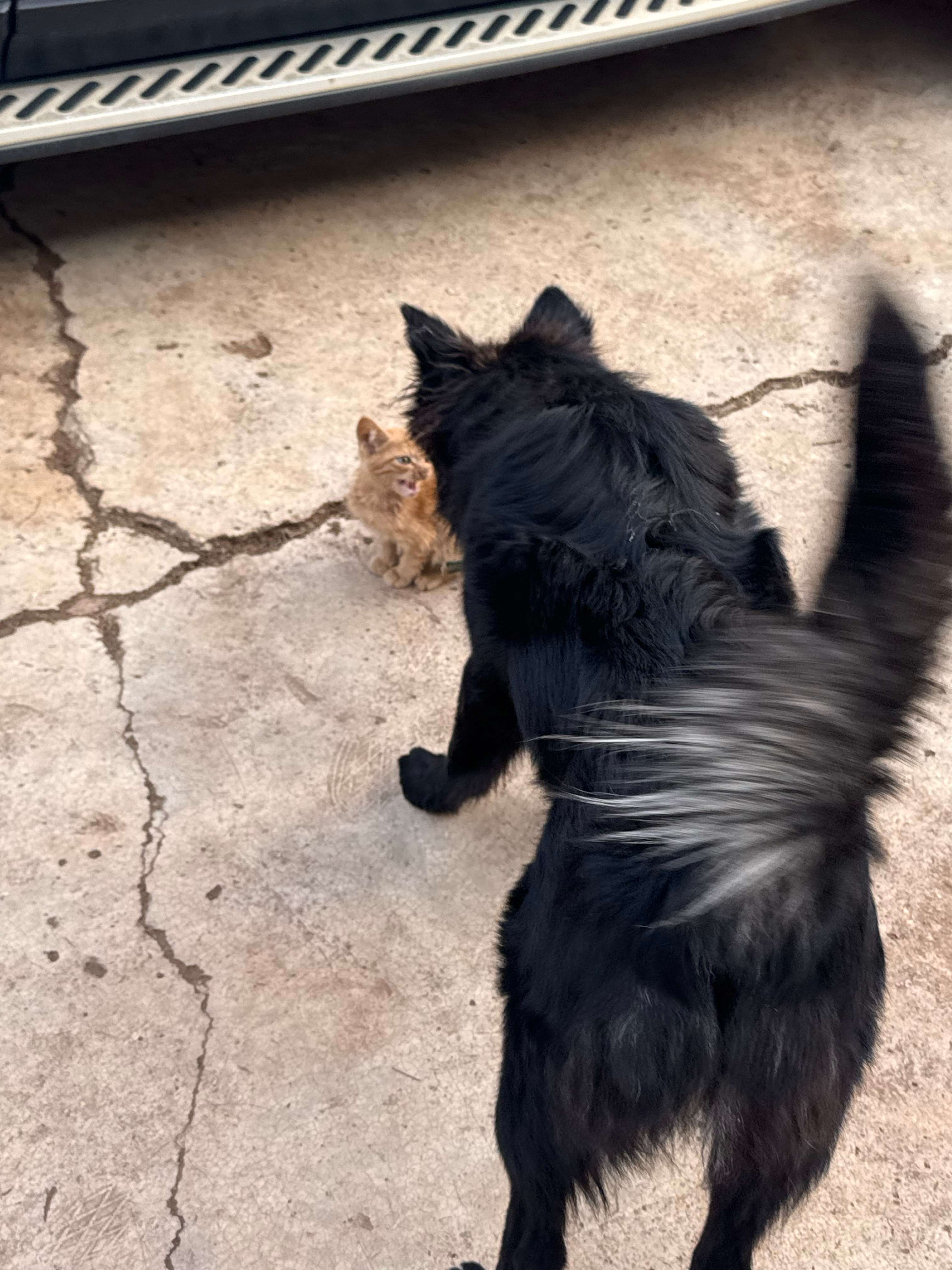阿么么，这两点小鼻嘎，还没我拖鞋大。🐈🐈‍⬛  ​​​