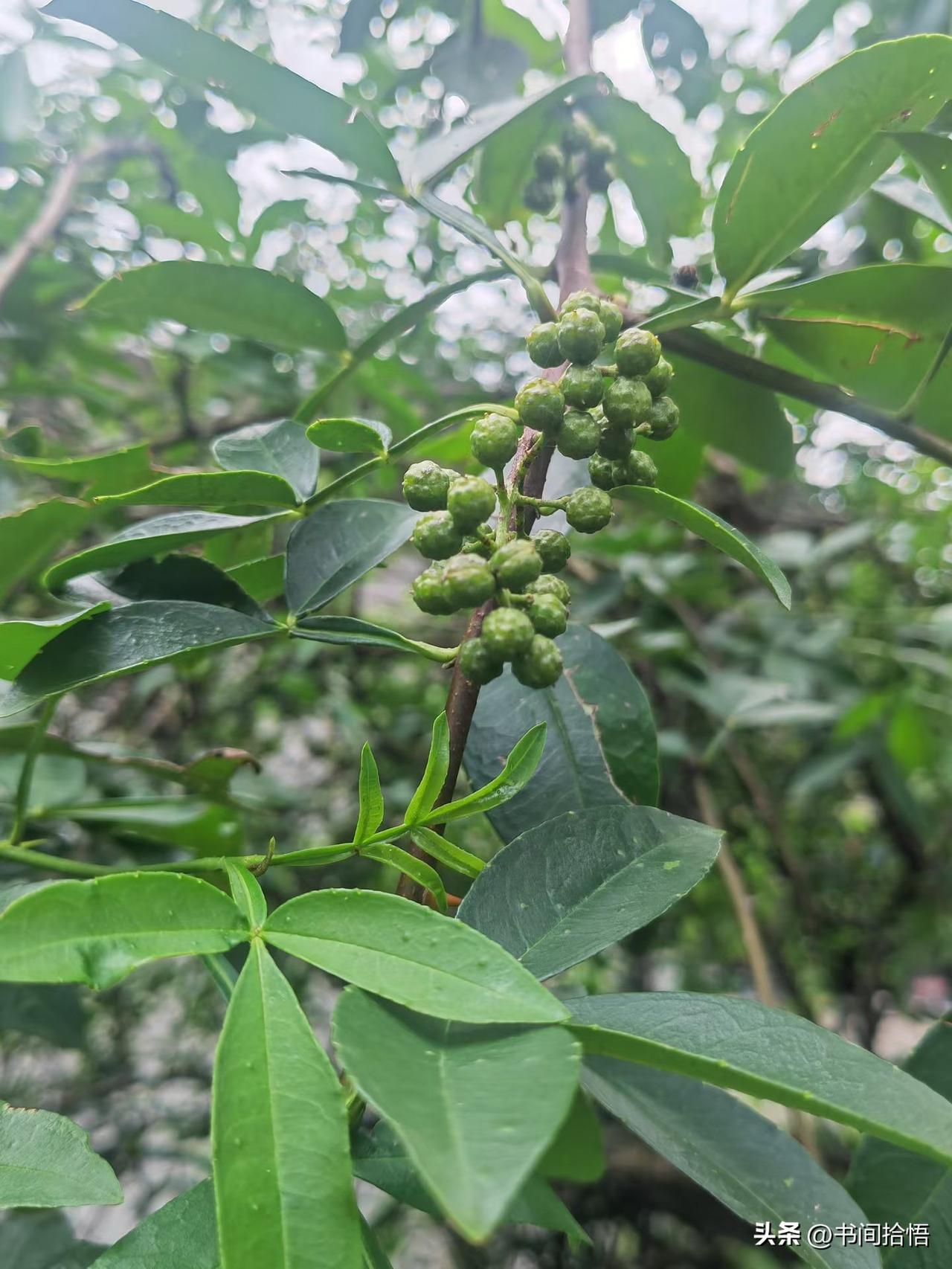 一位减肥专家表示：
“你饿5天，身上的肉就开始收紧，熬过20天，胳膊大腿的形状就