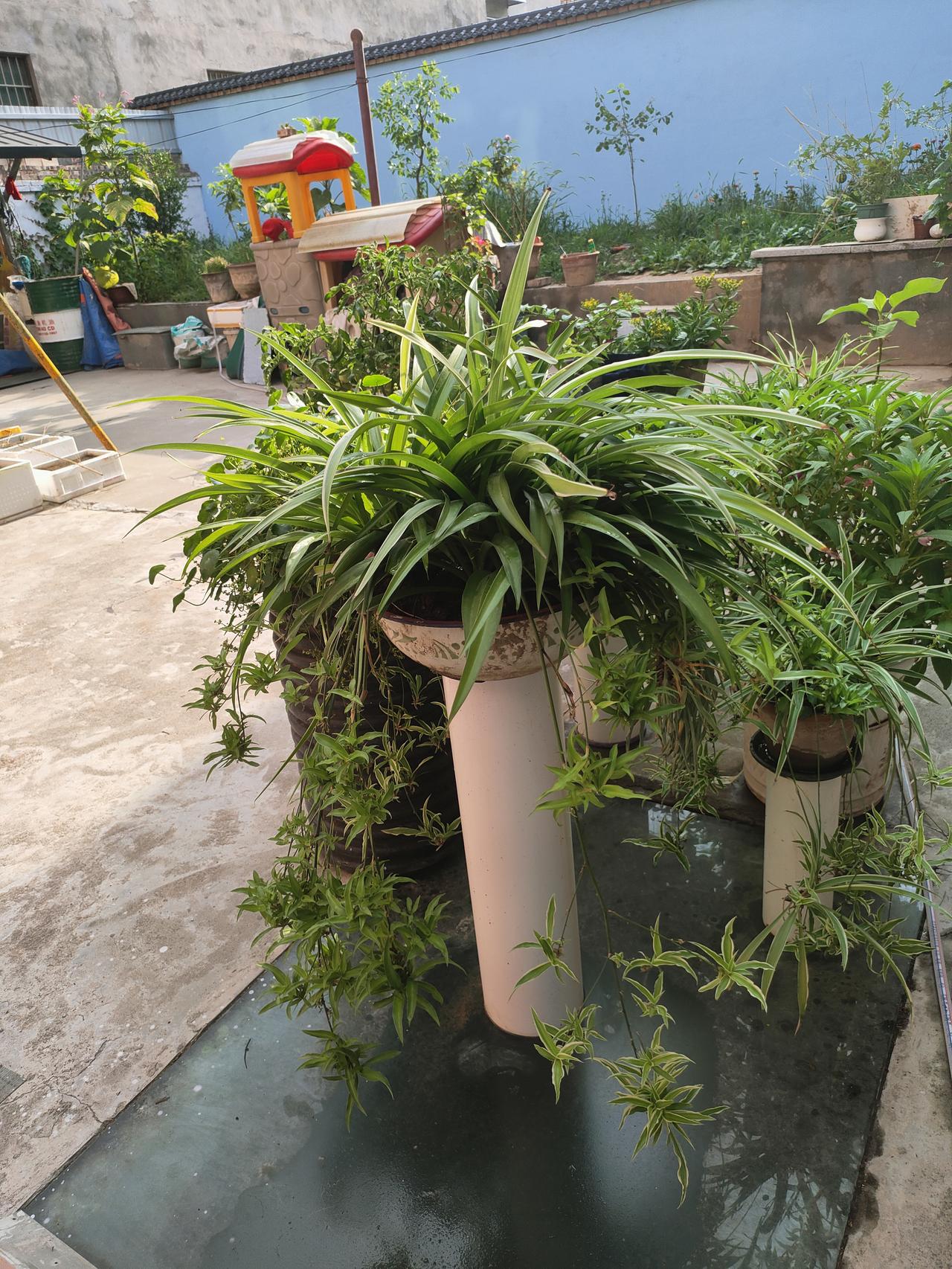 ​
2. 吊兰垂下来一蓬绿，凤仙悄悄开紫花，小院生机满满