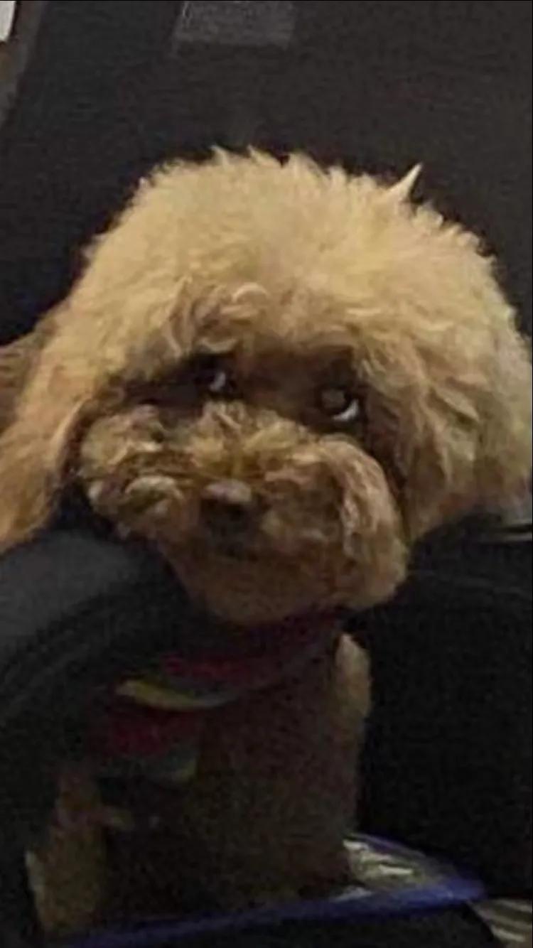 可以晒一下可爱的宠物照片吗我家那只小狗狗呀，简直就像个小天使，一下子就把我整颗心