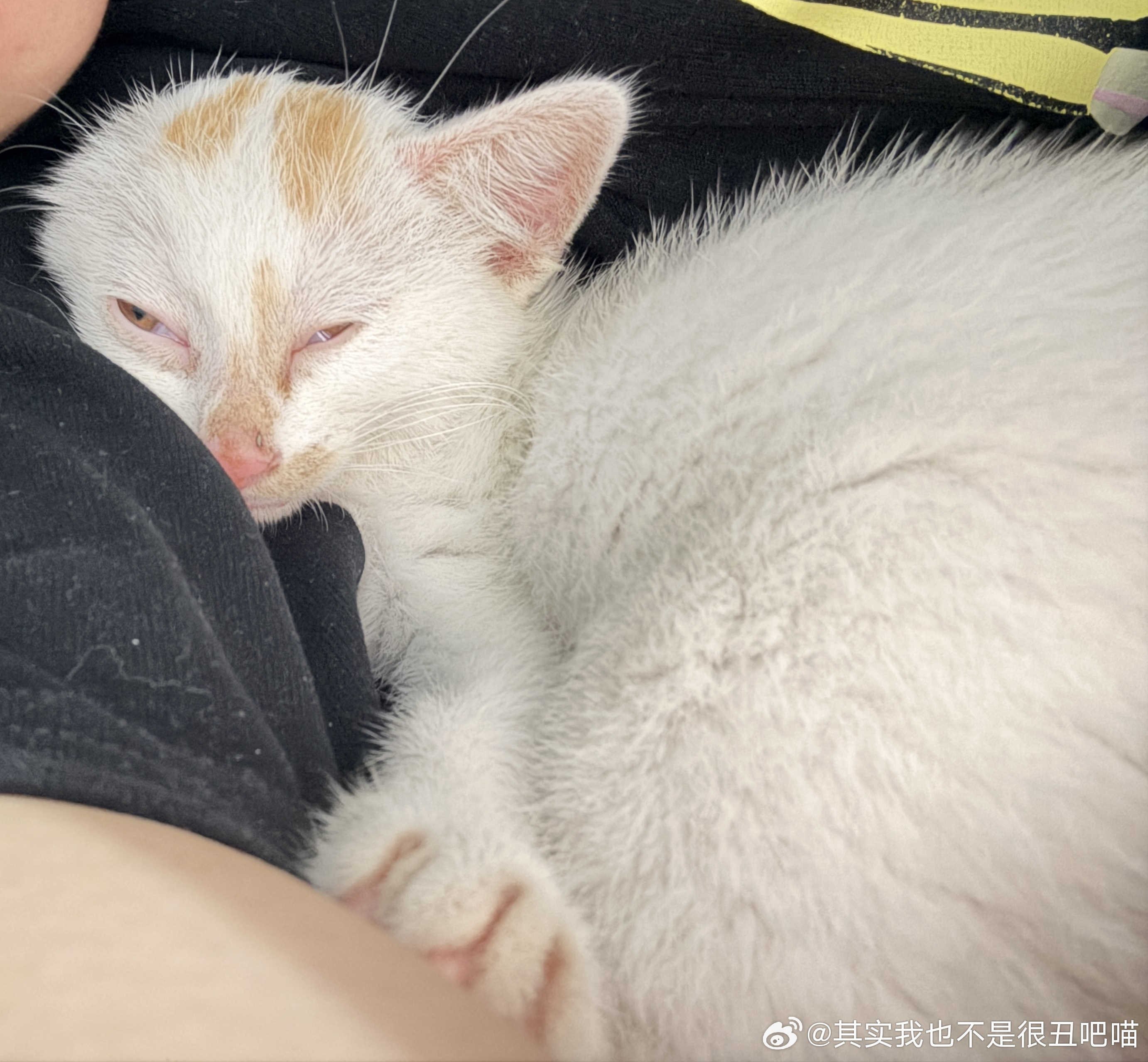 49204【丑猫】咪睡着的时候没有防备心于是被偷拍了 