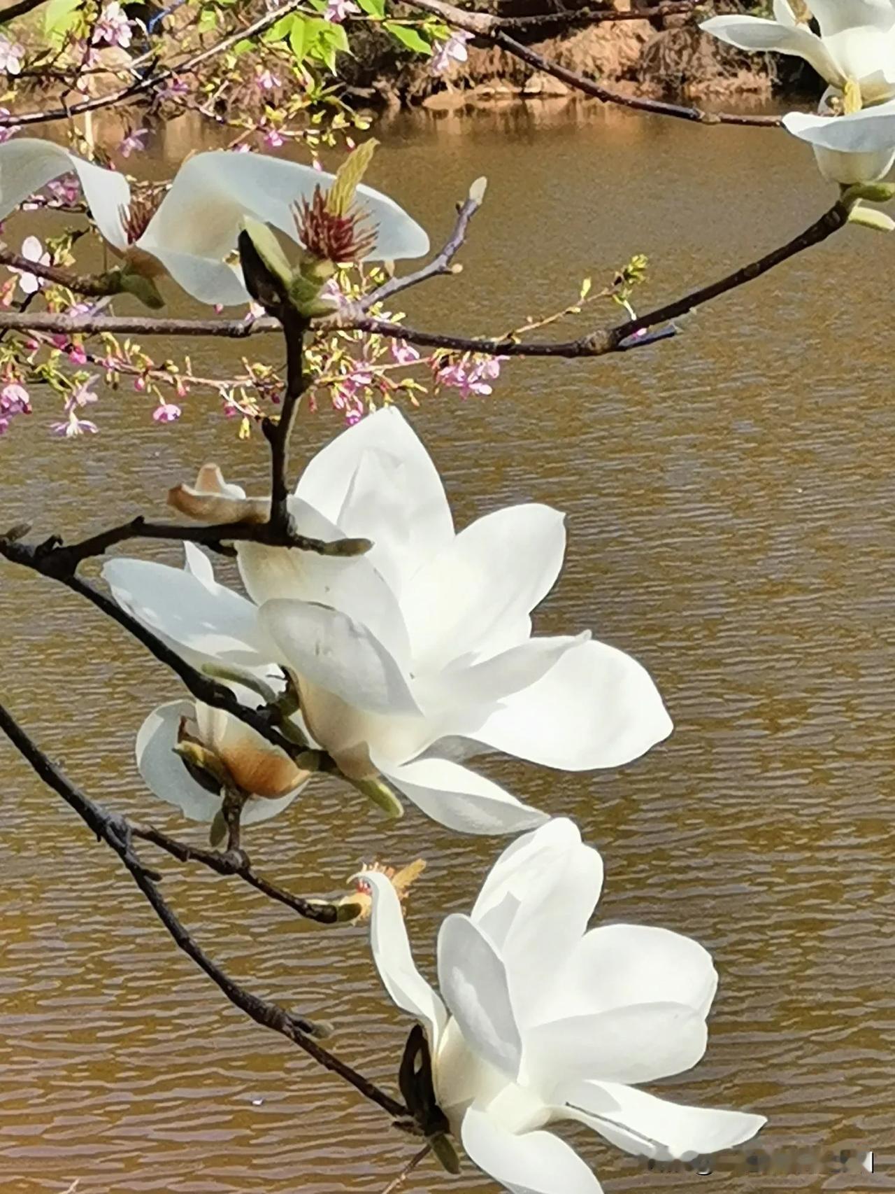 玉兰花因其“色白微碧、香味似兰”而得名。

玉兰花的花朵洁白如雪，纯真无瑕；其形