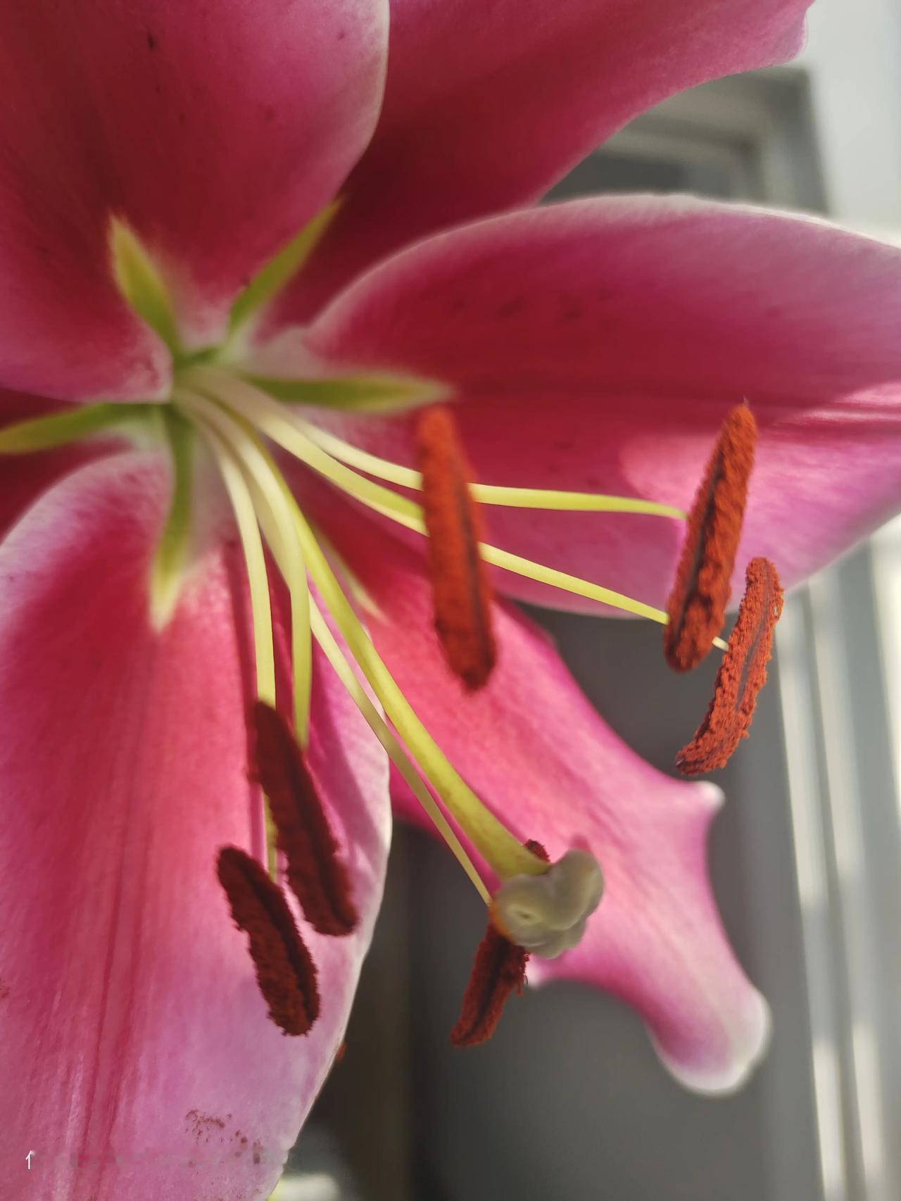 百看百顺！百年好合！百合花！
     祝友友们新年快乐！[送自己一朵花][送自