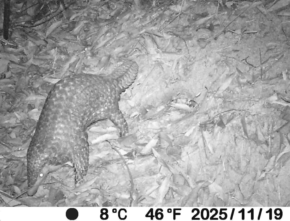 世界穿山甲日，分享一组过年放假前最后一天回收的数据，塘泥坳位于乌禽嶂大山深处 ，