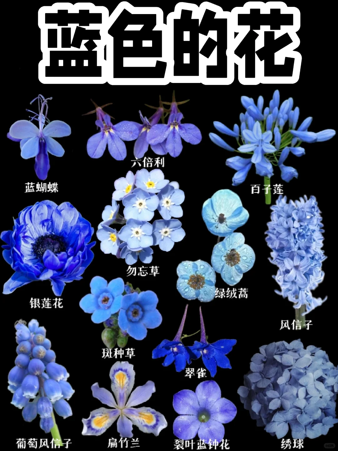【蓝色的花】第二弹