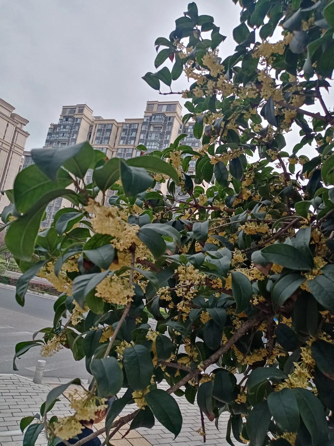 今年的桂花姗姗来迟！