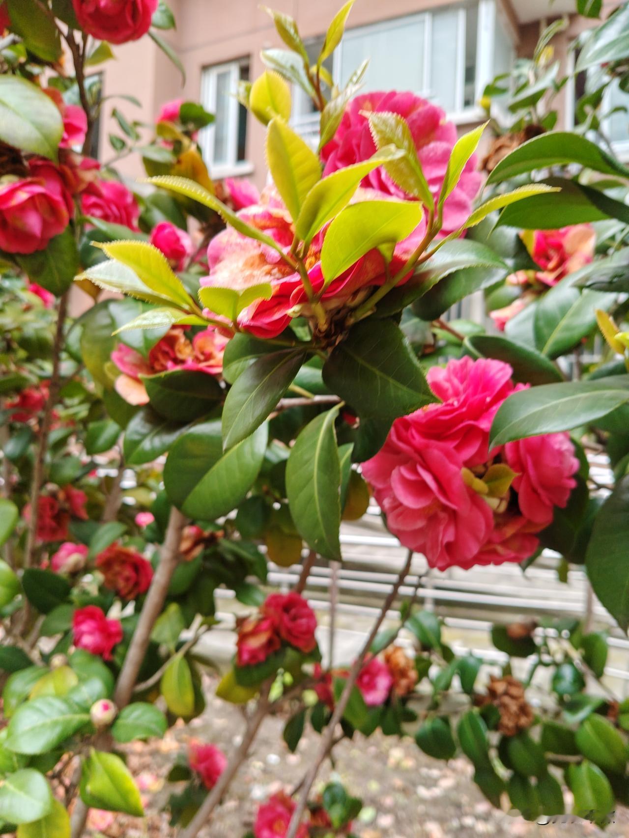 分享你随手拍的花山茶花艳丽风光没有几天，大部分都凋零了，无可奈何花落去，似曾相识